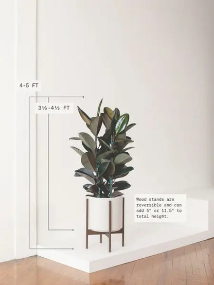 Rubber Tree