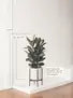 Rubber Tree