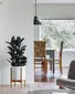 Rubber Tree