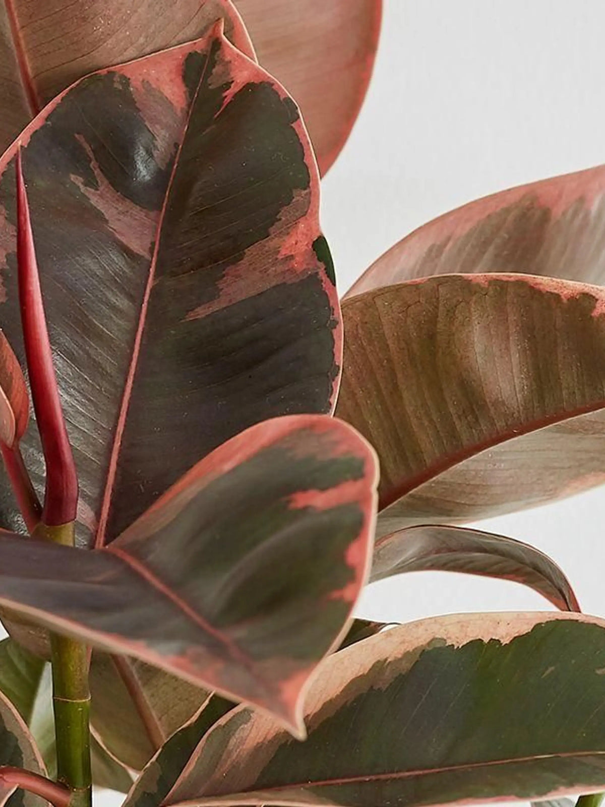 Ruby Rubber Plant