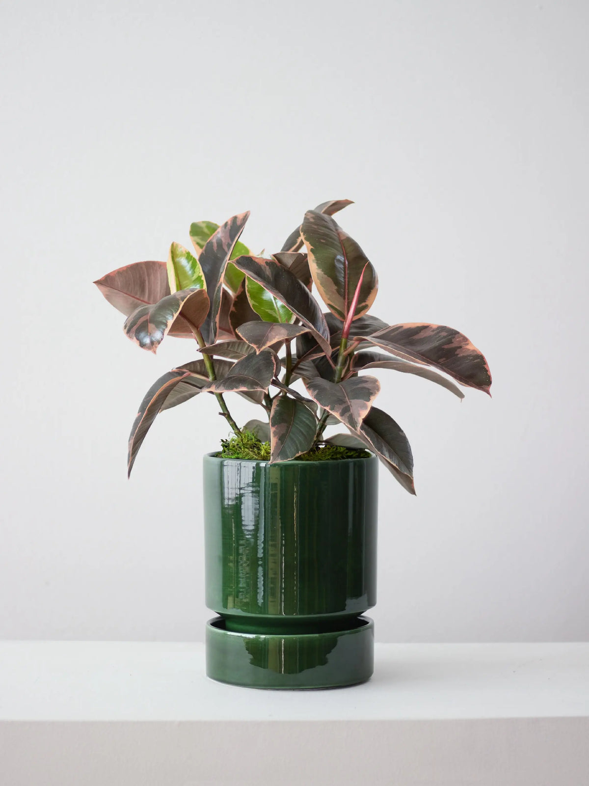 Ruby Rubber Plant