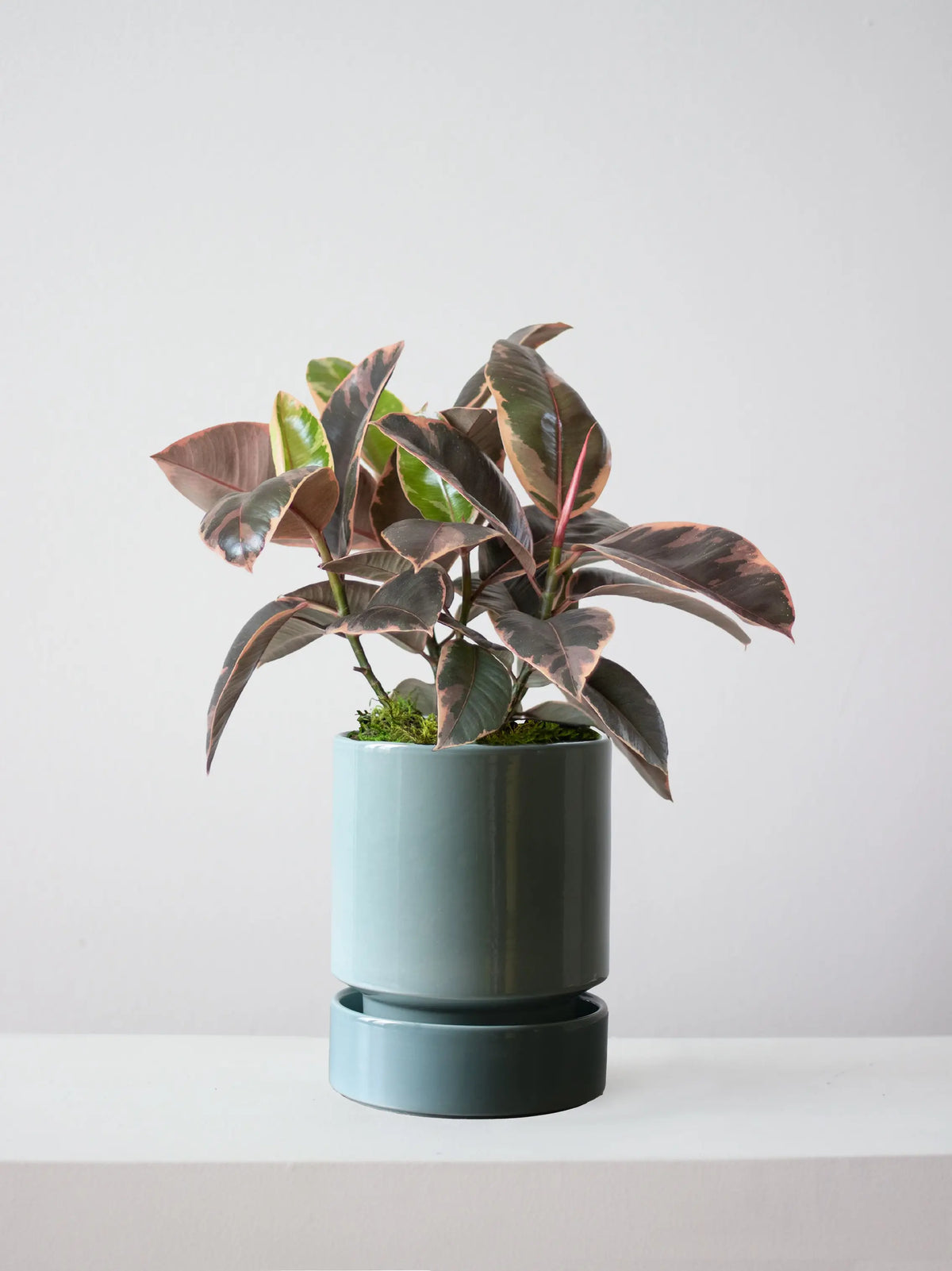 Ruby Rubber Plant