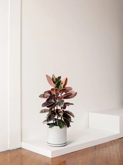 Ruby Rubber Tree