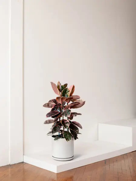 Ruby Rubber Tree