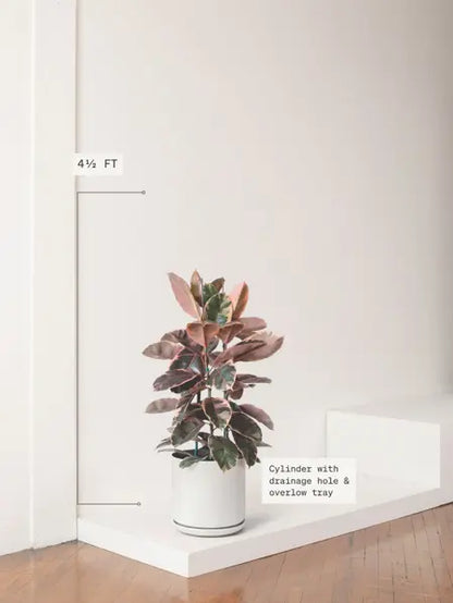 Ruby Rubber Tree