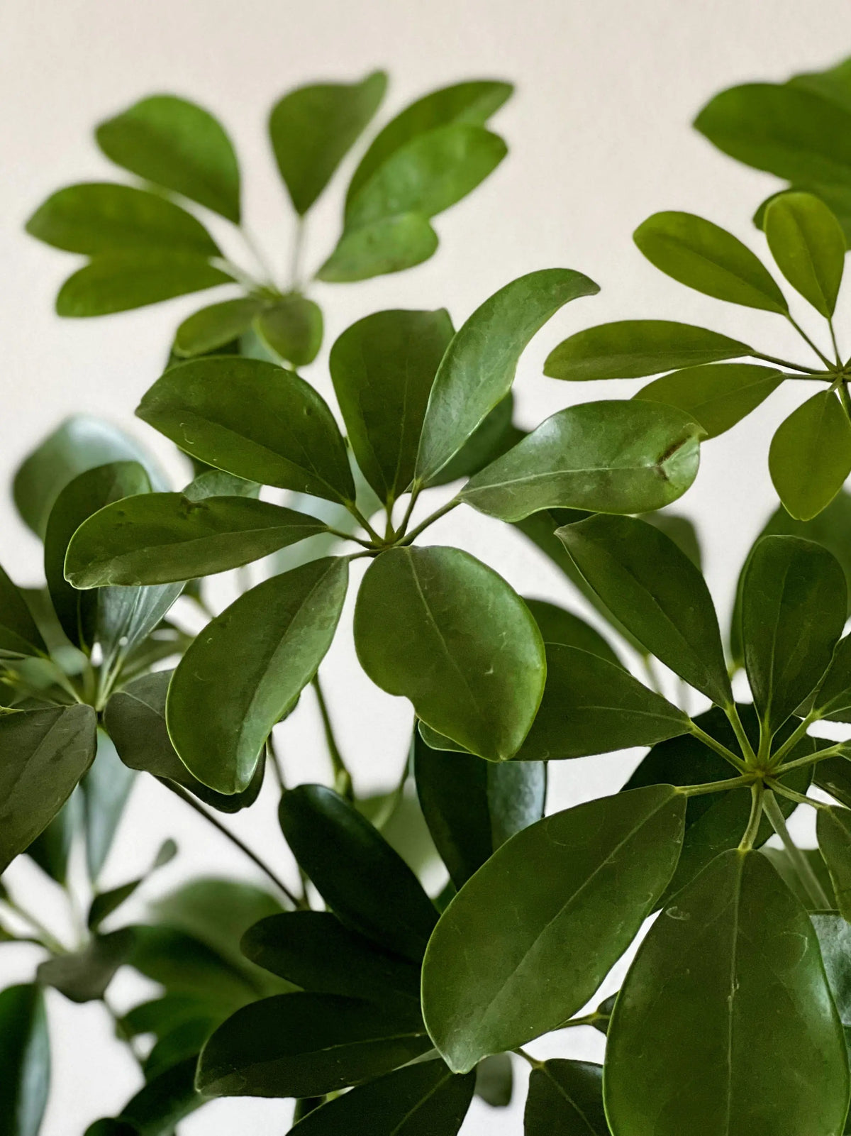 Schefflera Tree - Nouvelle