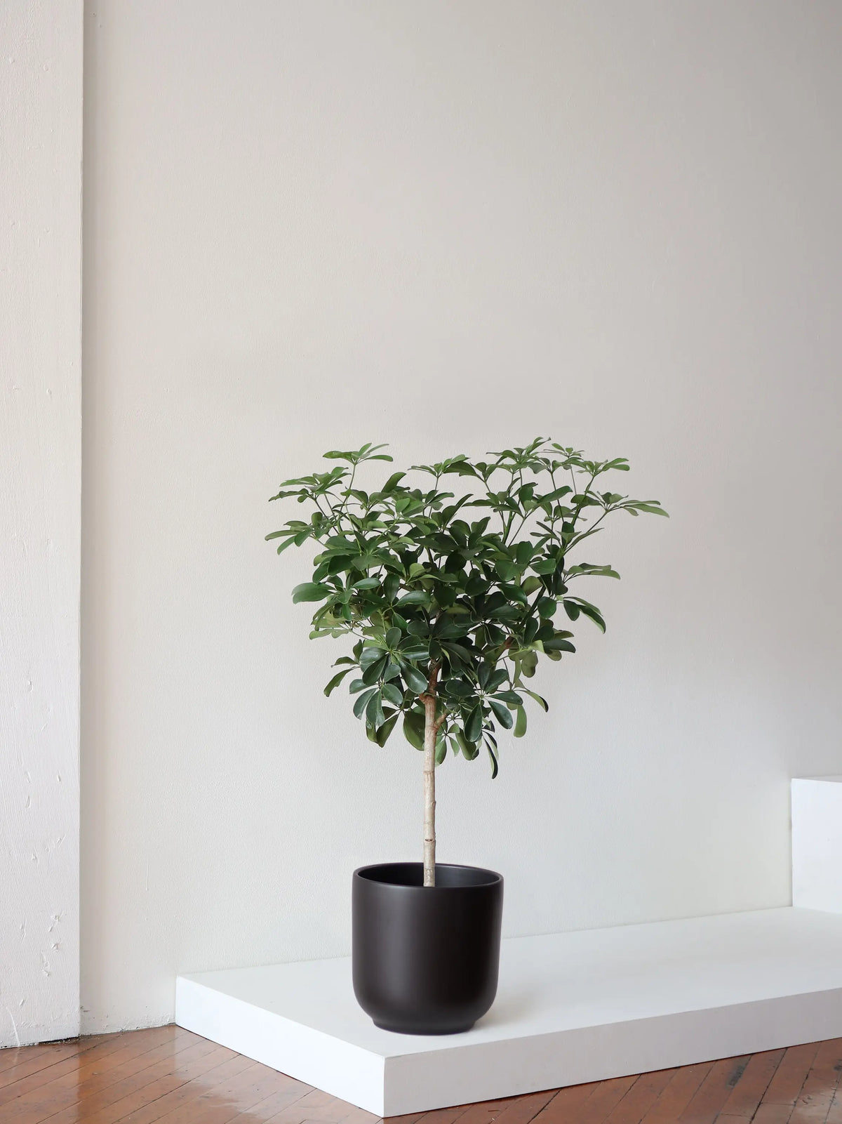 Schefflera Tree - Nouvelle