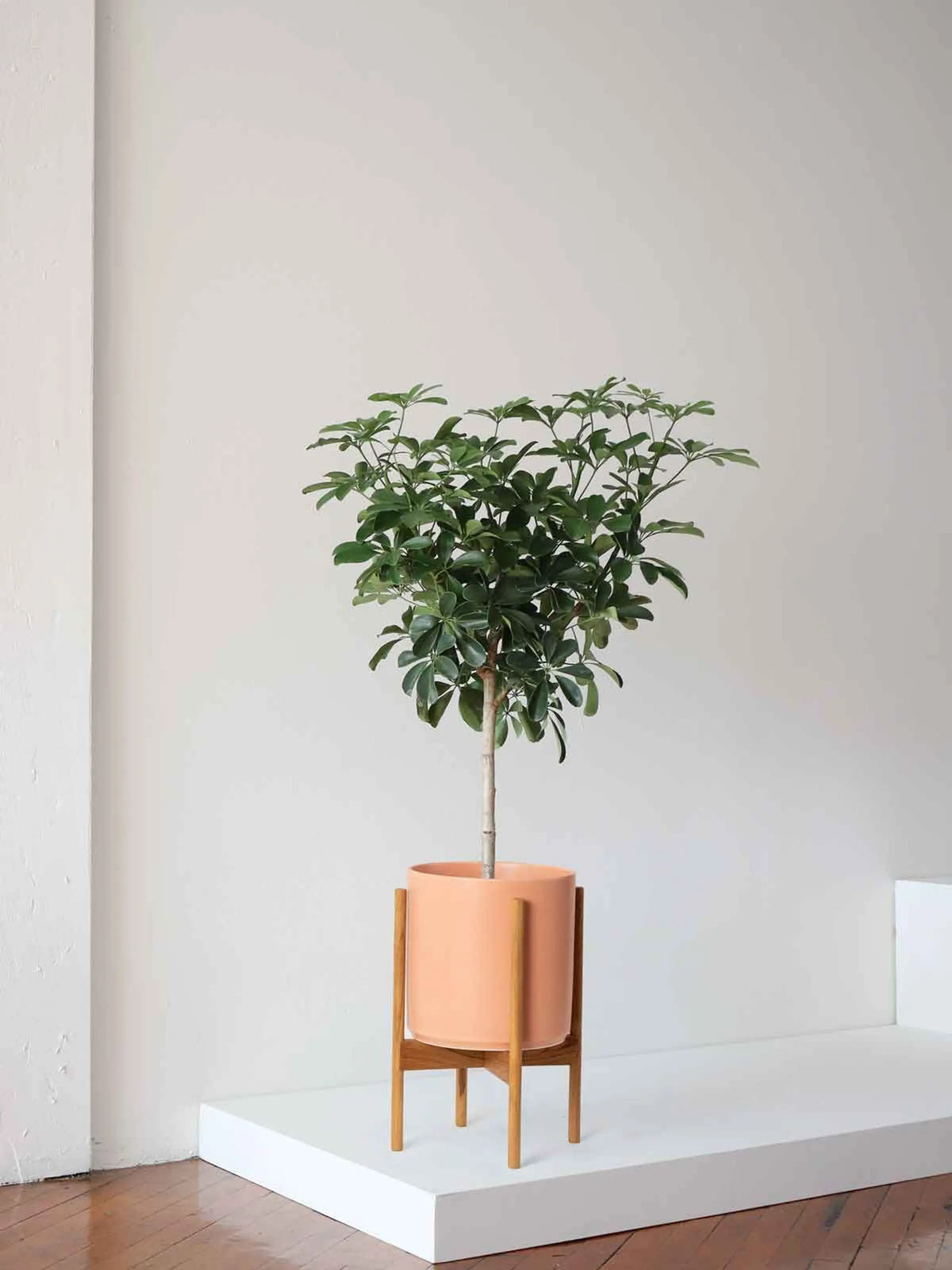 Schefflera Tree