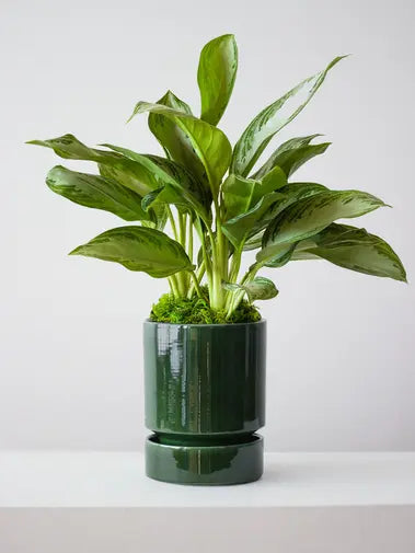 Silver Evergreen