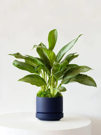 Silver Evergreen