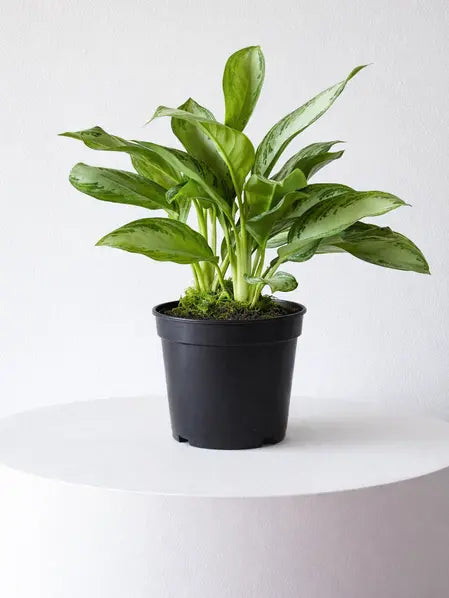 Silver Evergreen