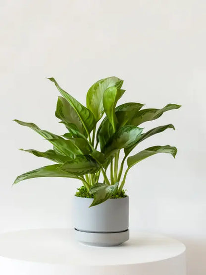 Silver Evergreen