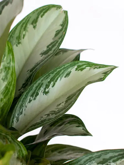 Silver Evergreen