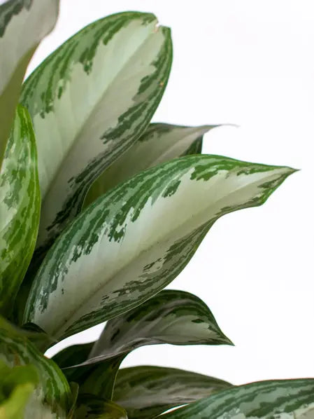 Silver Evergreen