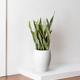 Snake Plant Laurentii