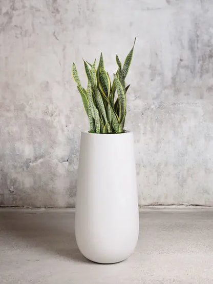 Snake Plant Laurentii