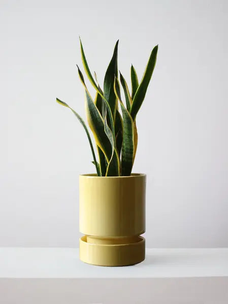 Snake Plant Laurentii