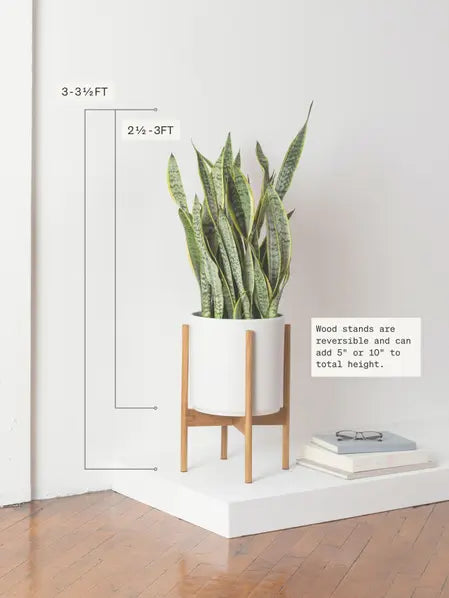Snake Plant Laurentii
