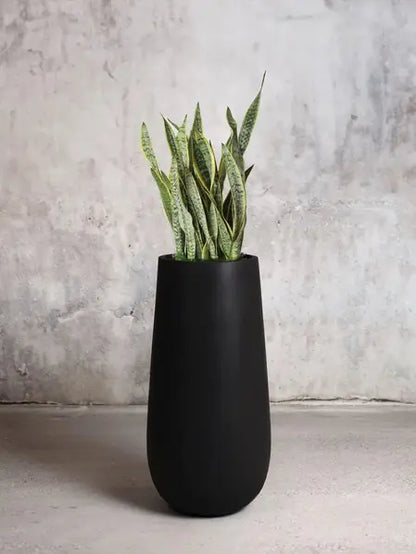 Snake Plant Laurentii