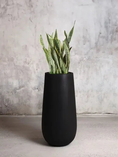 Snake Plant Laurentii