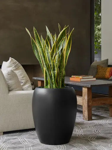 Snake Plant Laurentii