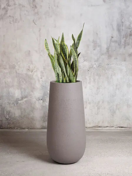 Snake Plant Laurentii
