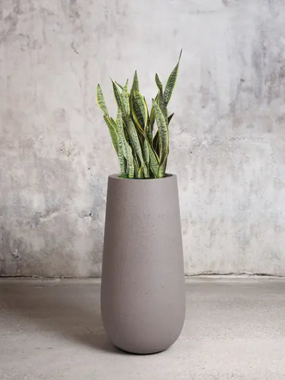 Snake Plant Laurentii