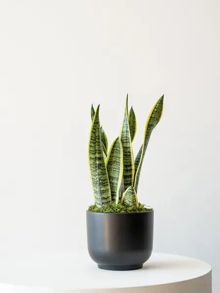 Snake Plant Laurentii