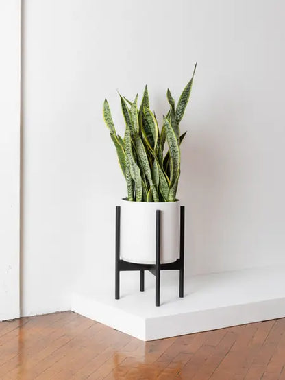 Snake Plant Laurentii