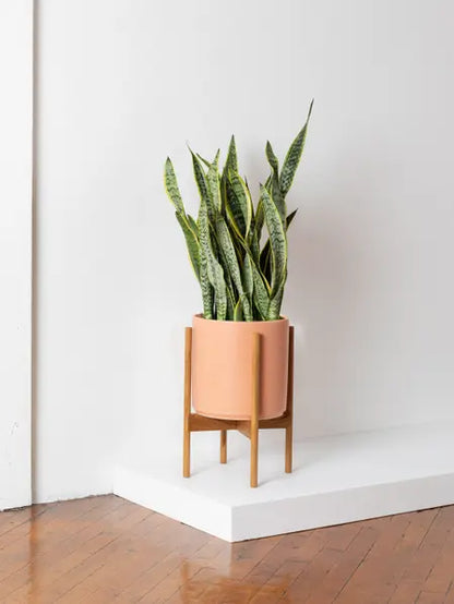 Snake Plant Laurentii