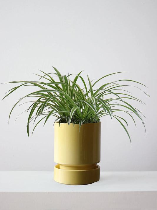 Spider Plant