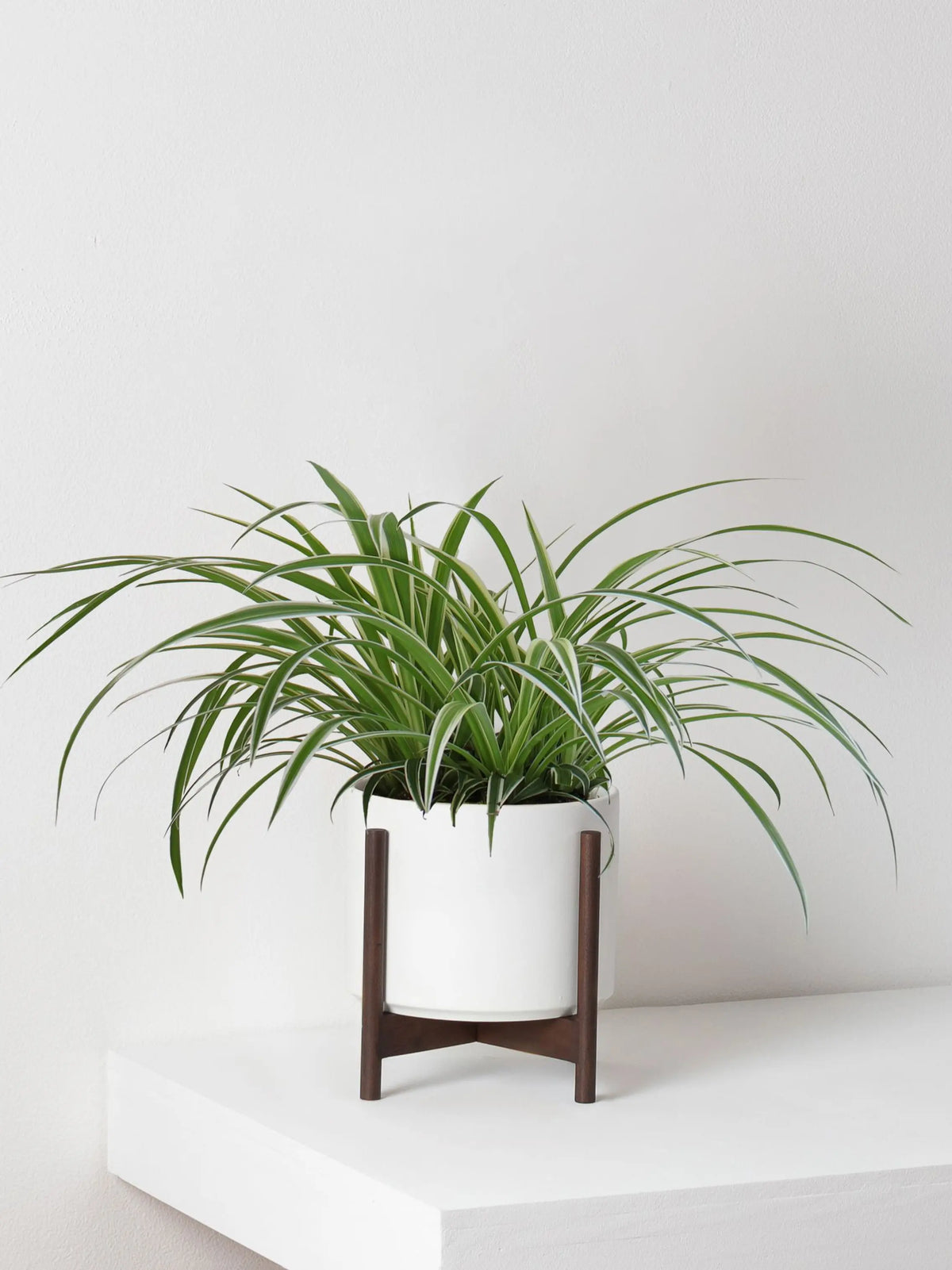 Spider Plant