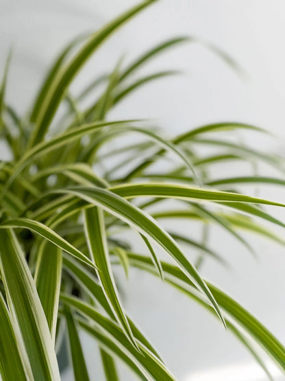 Spider Plant