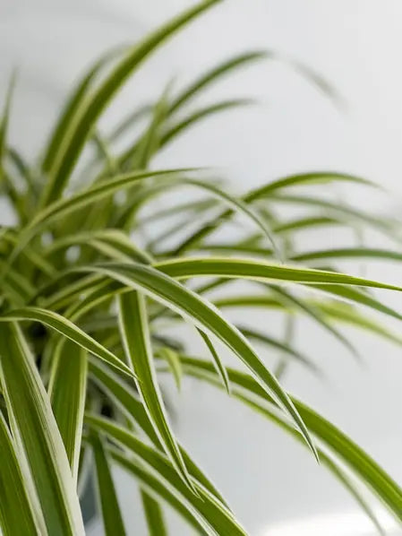 Spider Plant