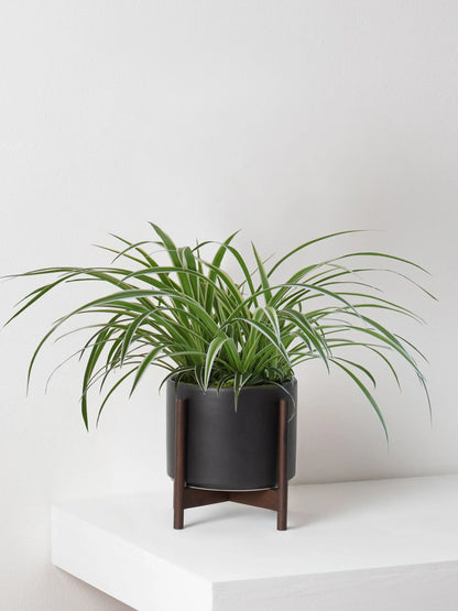 Spider Plant