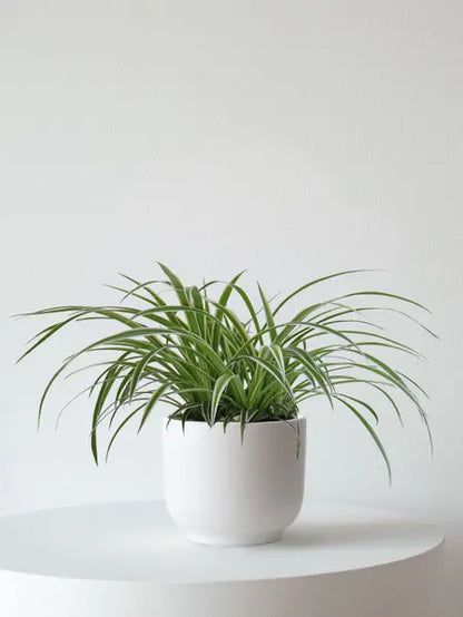 Spider Plant