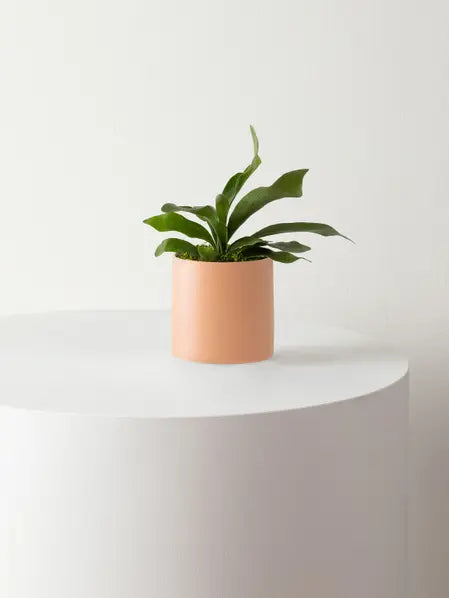 Staghorn Fern