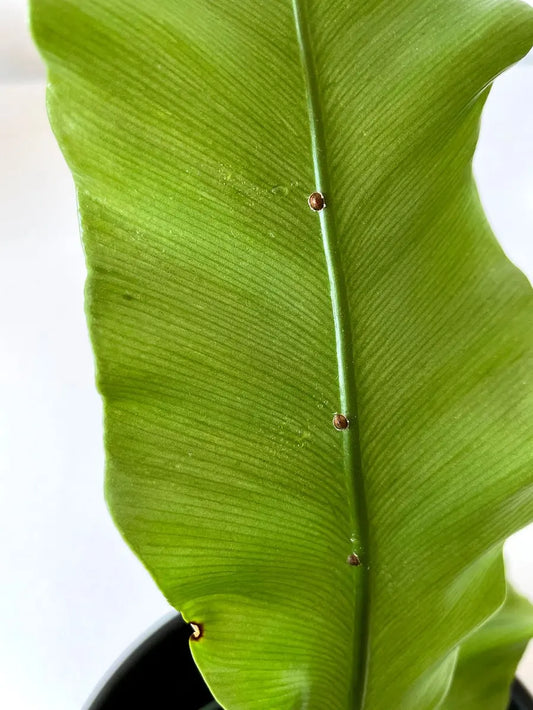 Super Neem Oil