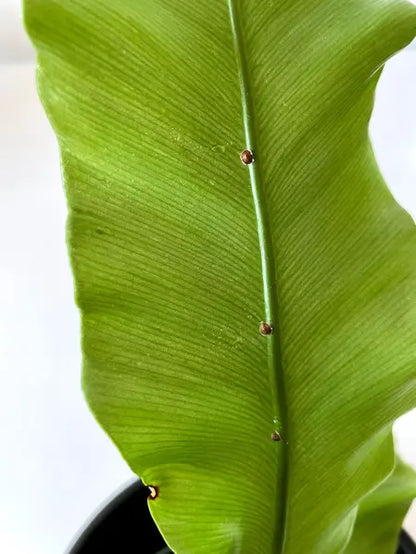 Super Neem Oil