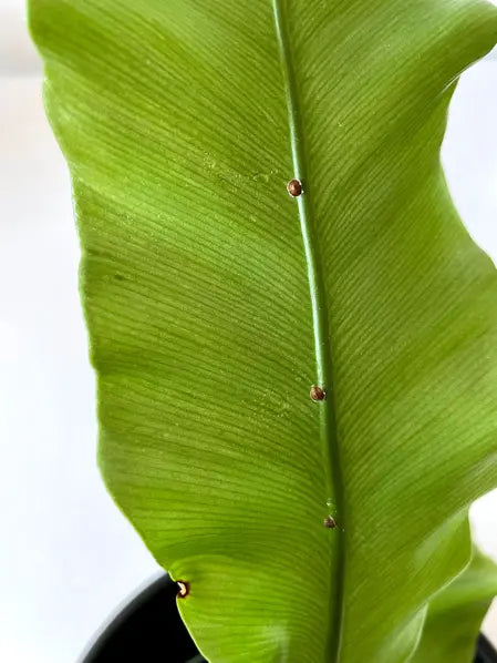 Super Neem Oil