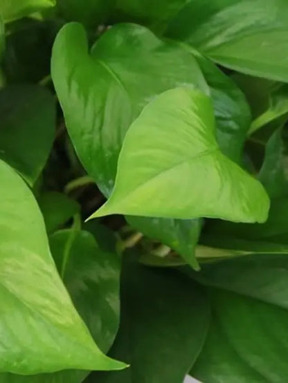 Pothos & Snake Duo