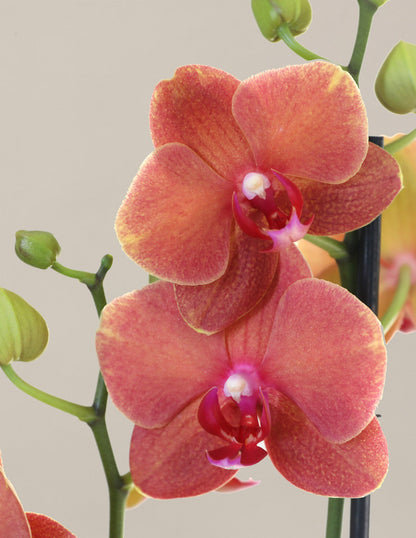 Sunrise Orchid