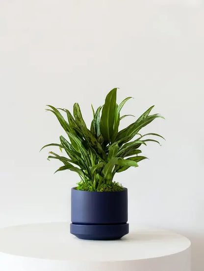 Tiger Evergreen