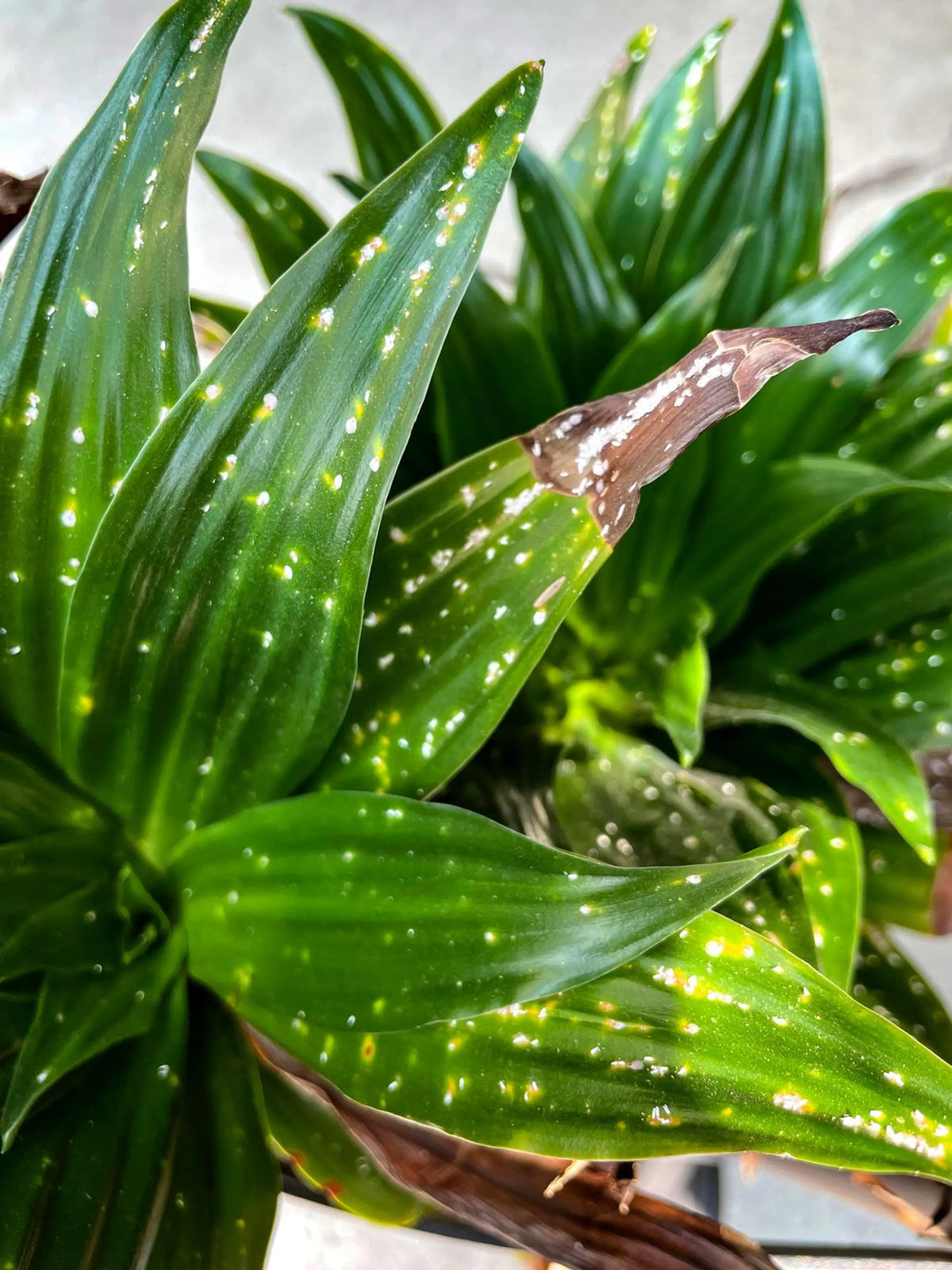 Verdant Vitality Kit