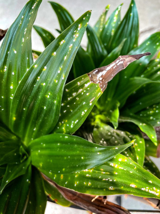 Verdant Vitality Kit