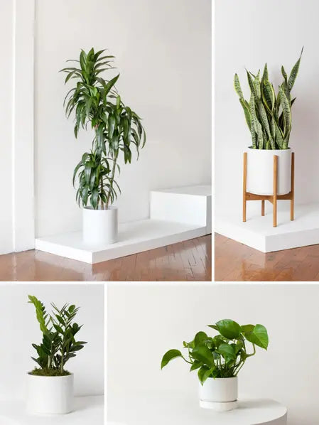 XL Easy Care Plant Bundle