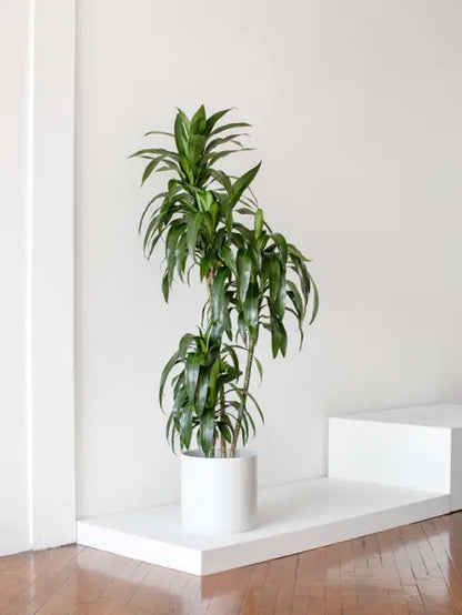 XL Easy Care Plant Bundle